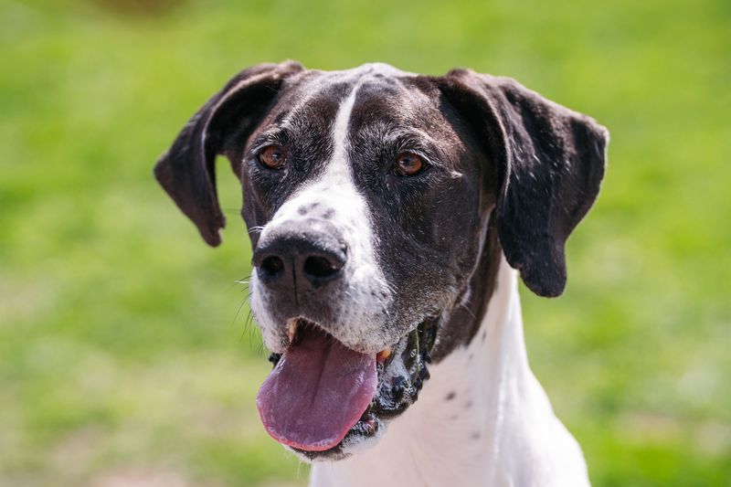 Great Dane