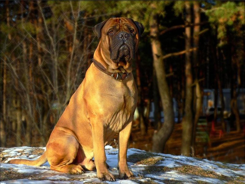 Bullmastiff