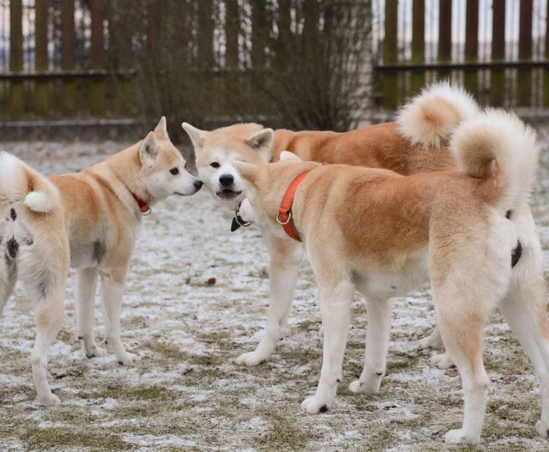 Akita