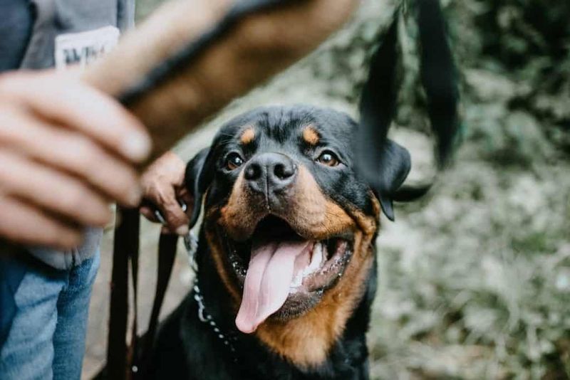 Rottweiler