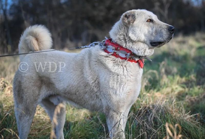 Kangal