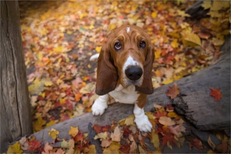 Basset Hound