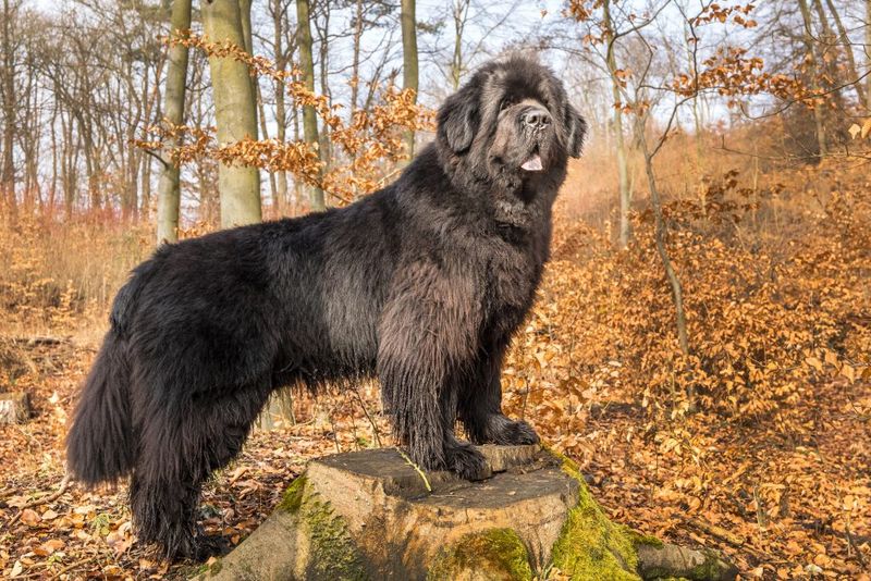 Newfoundland