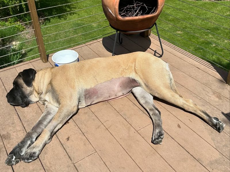 Mastiff