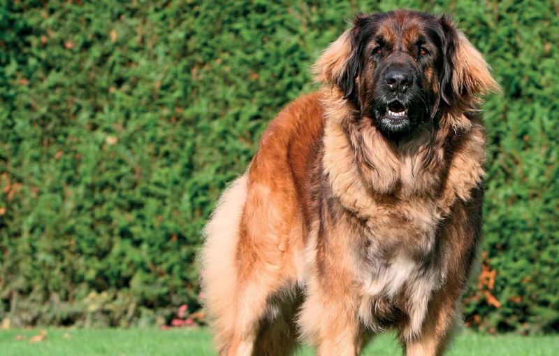 Leonberger