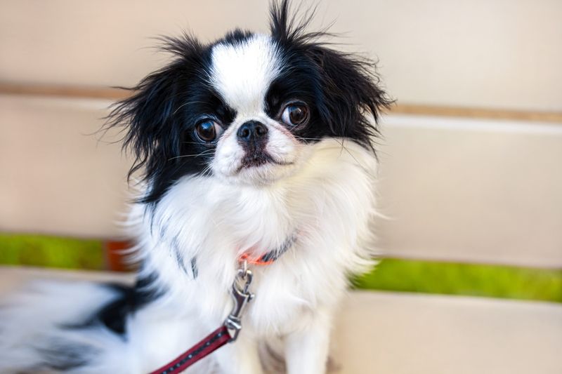 Japanese Chin