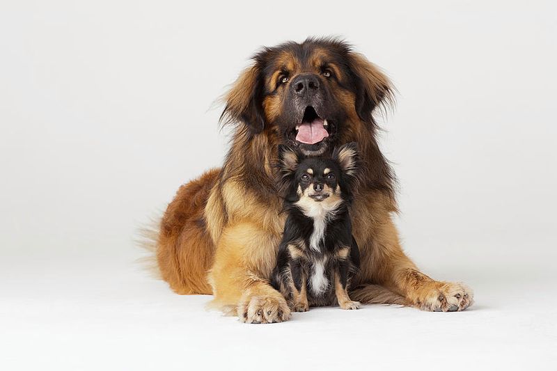 Leonberger