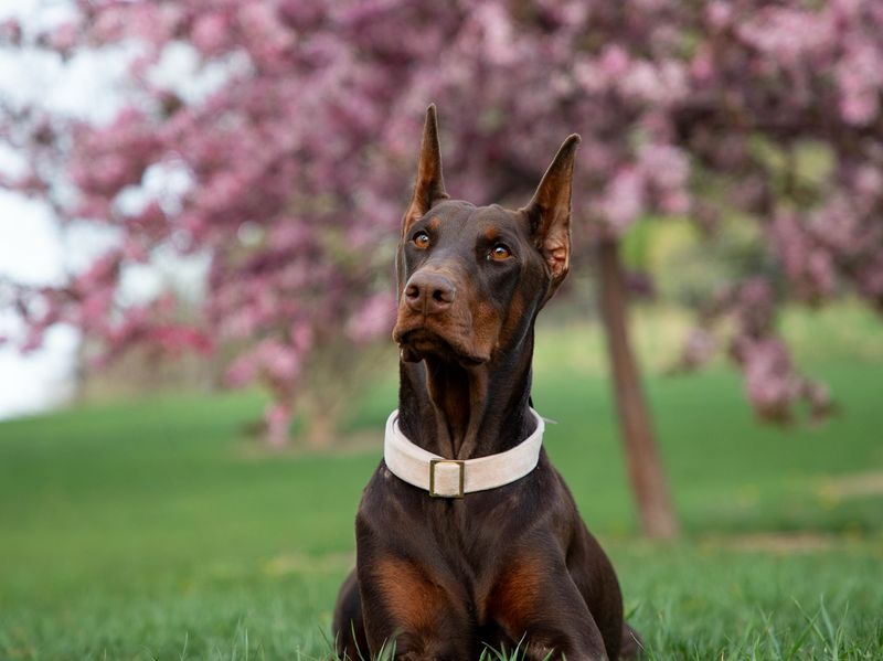 Doberman Pinscher