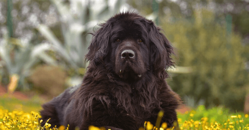 Newfoundland