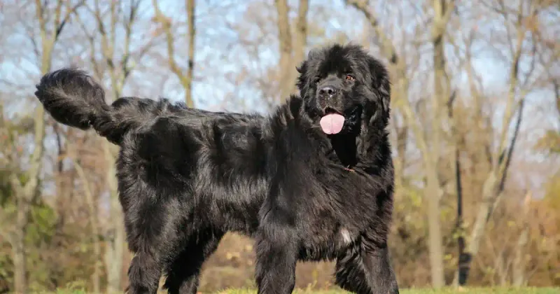 Newfoundland