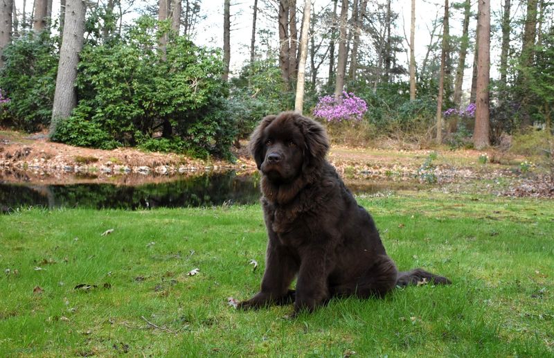 Newfoundland