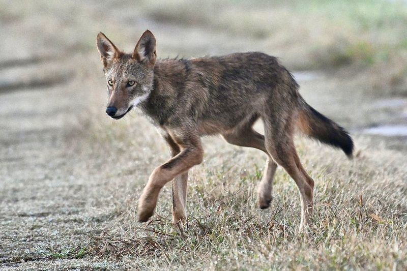 Red Wolf