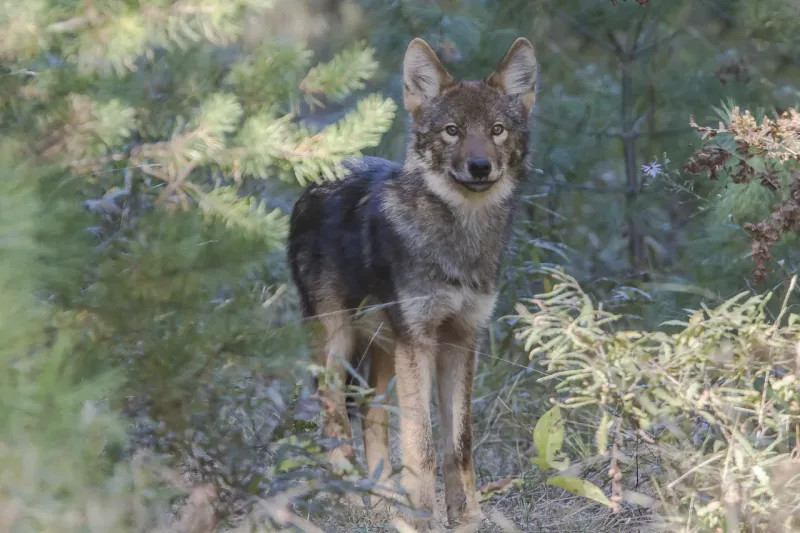 Eastern Timber Wolf