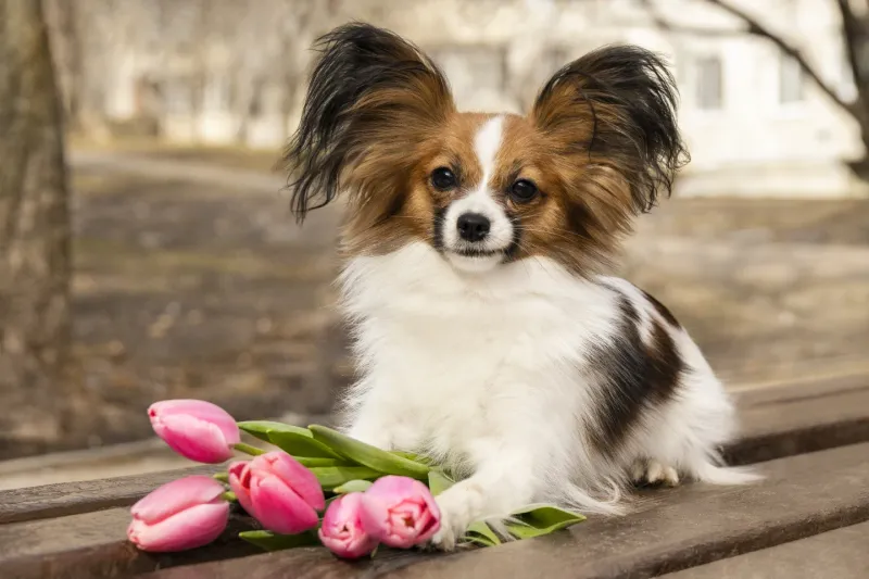Papillon