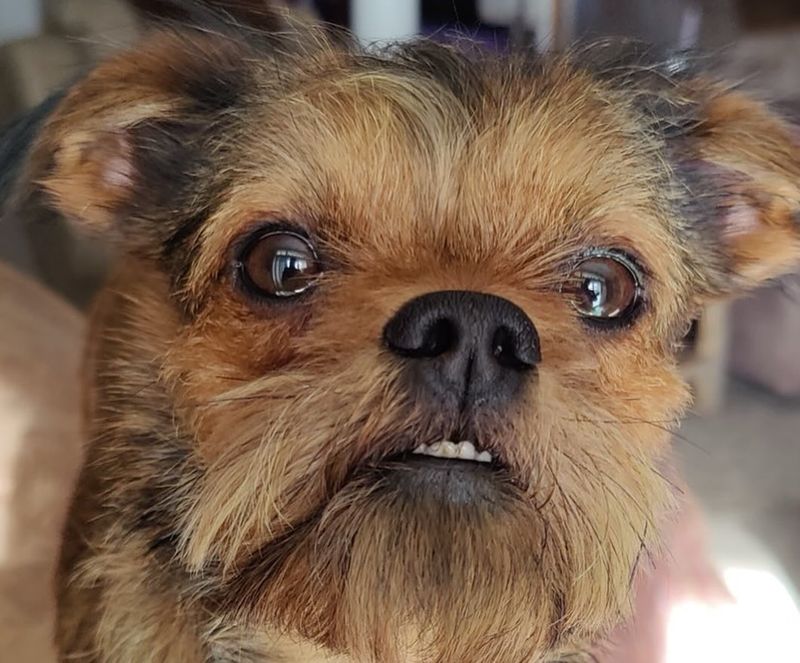 Brussels Griffon