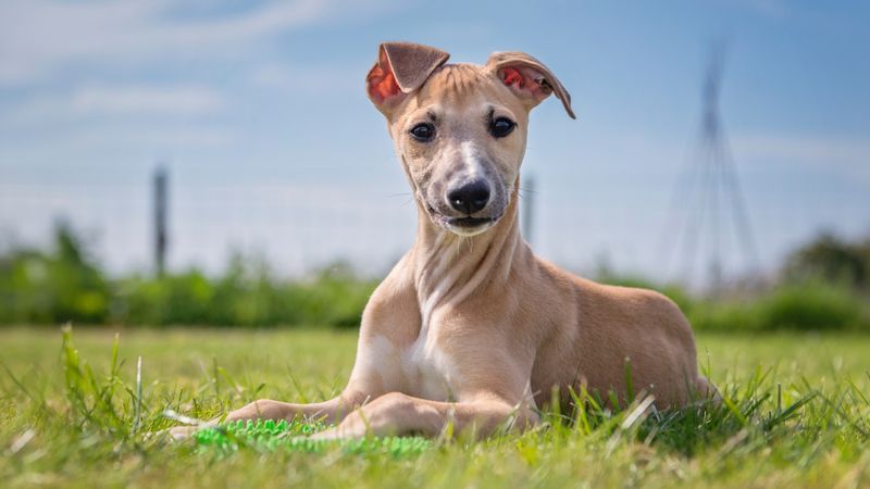 Whippet