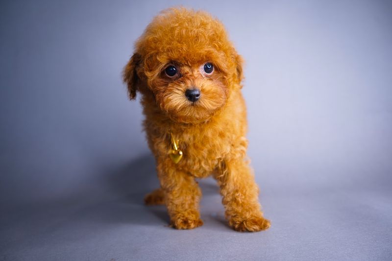 Poodle (Toy)