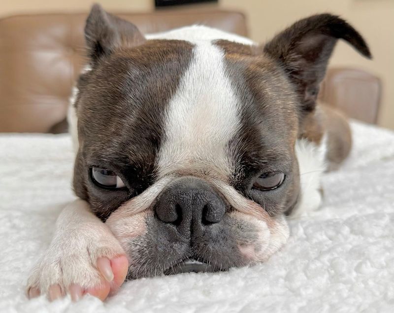 Boston Terrier