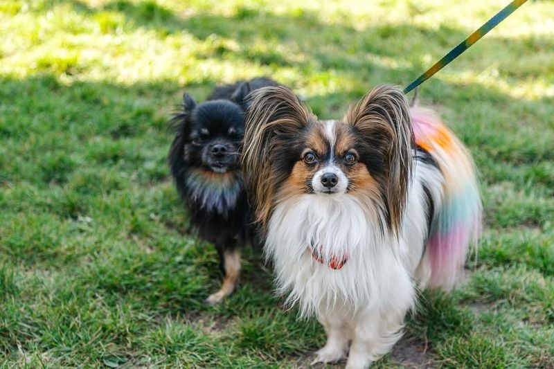 Papillon