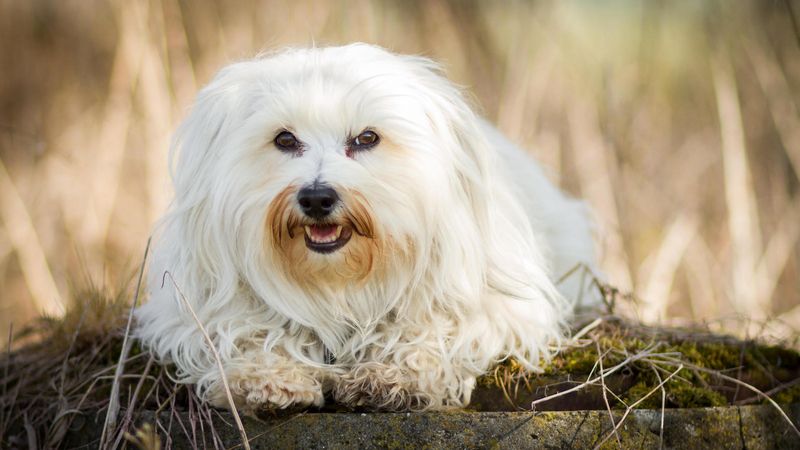 Lhasa Apso