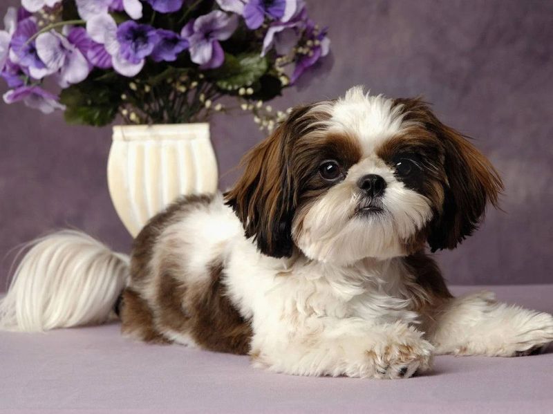 Shih Tzu