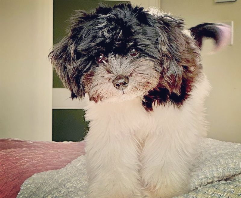 Havanese