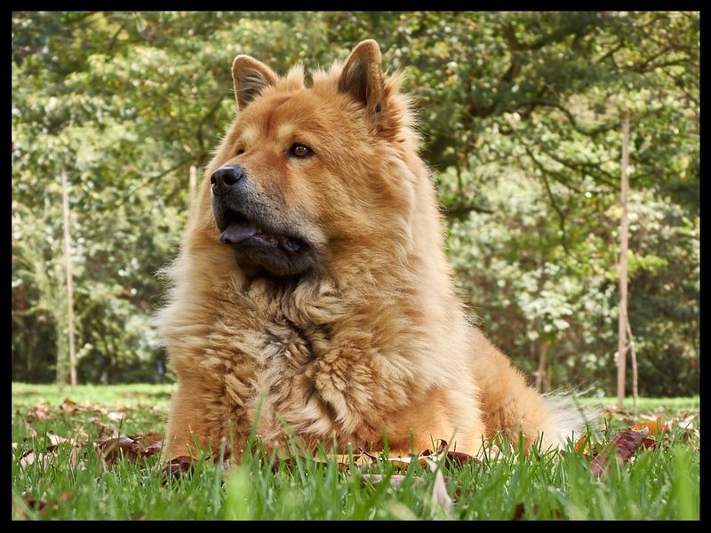 Chow Chow
