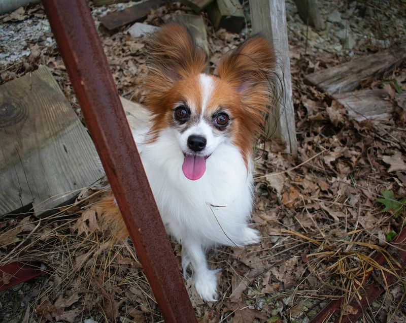 Papillon