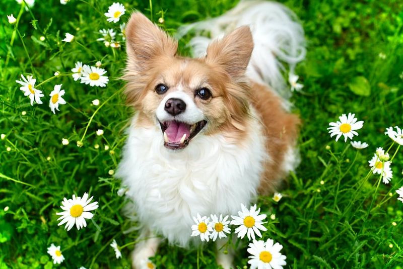 Papillon
