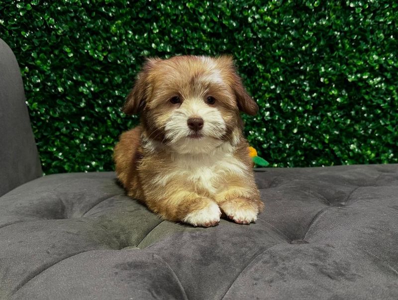 Havanese