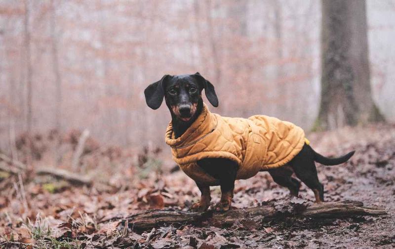 Dachshund