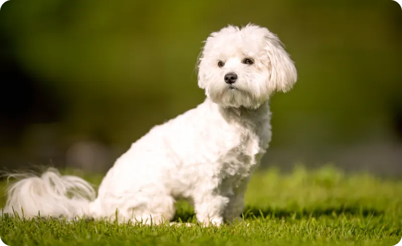 Maltese