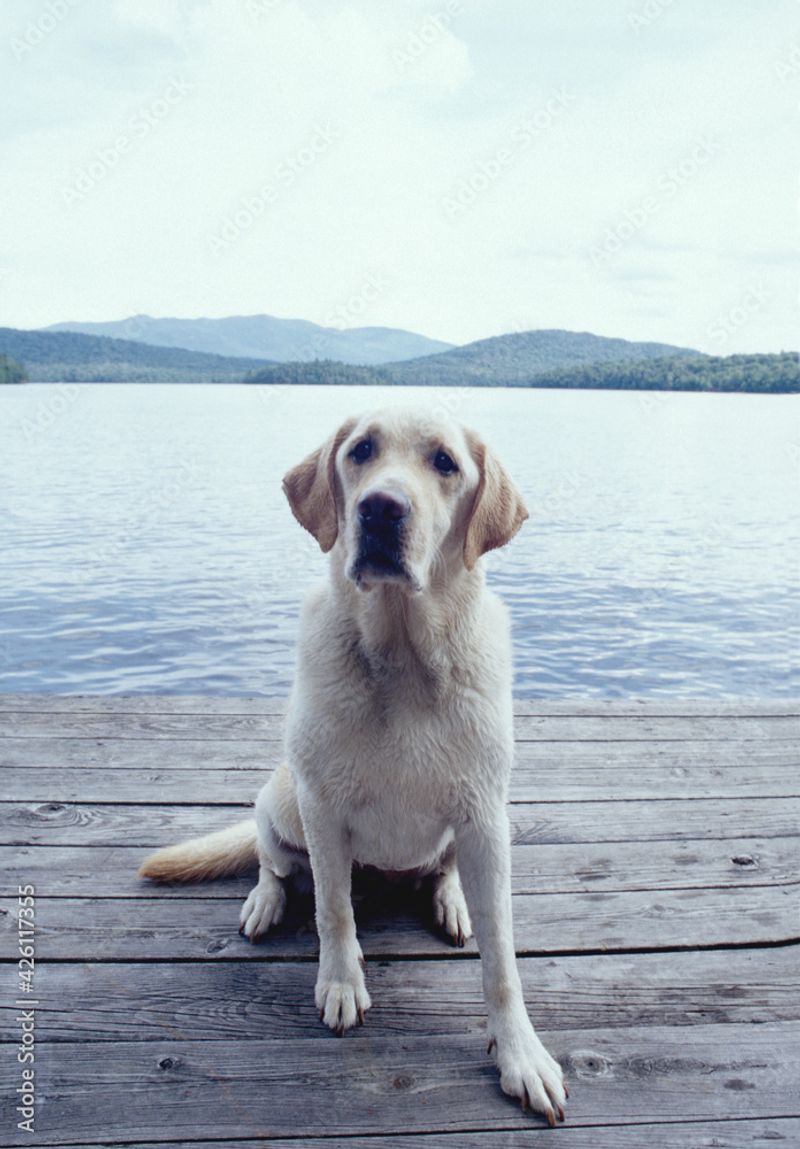 Labrador Retriever