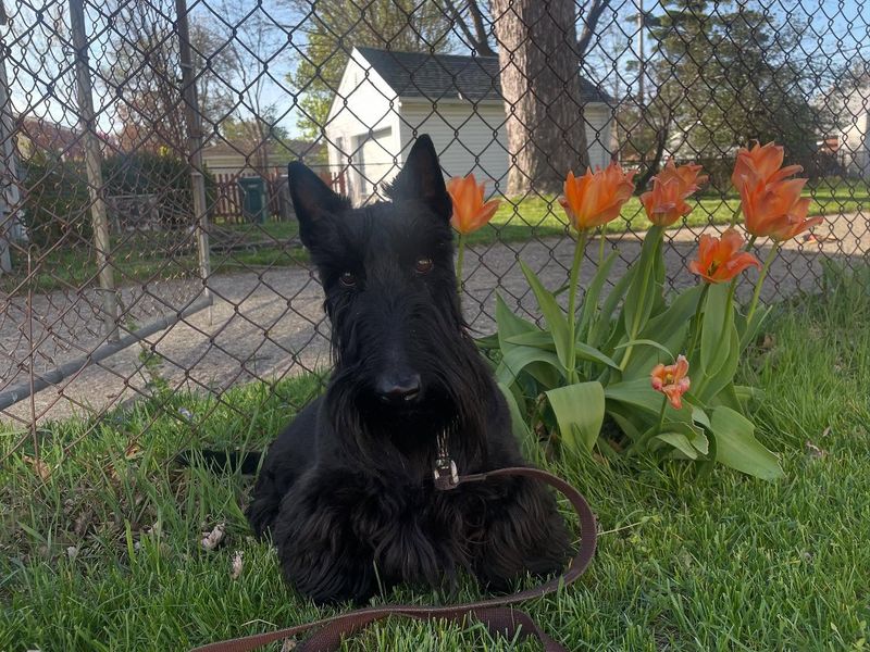 Scottish Terrier