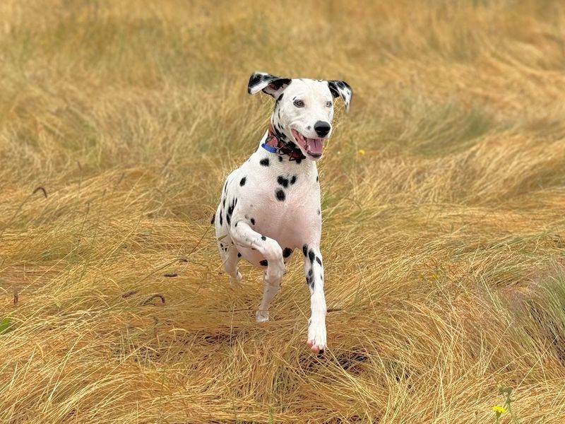 Dalmatian