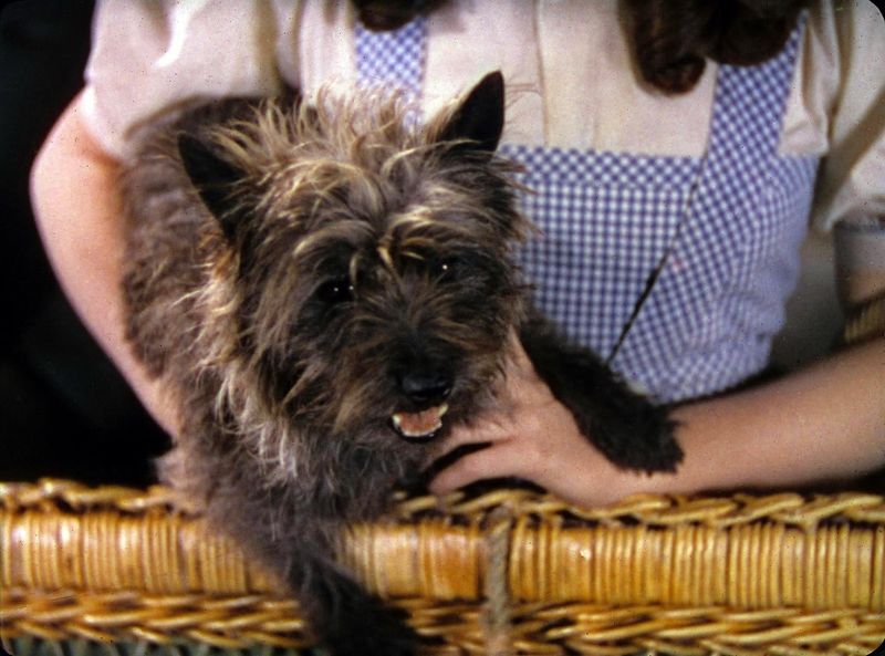 Cairn Terrier