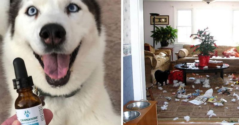 Siberian Husky