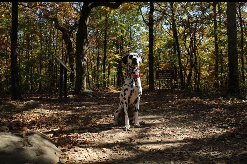 Dalmatian