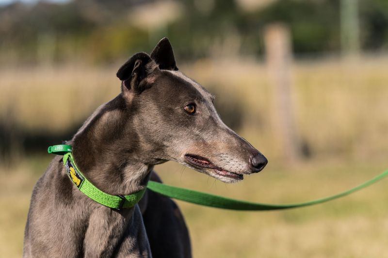 Greyhound