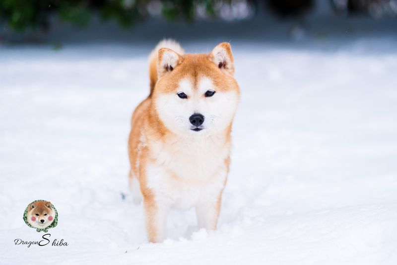 Akita