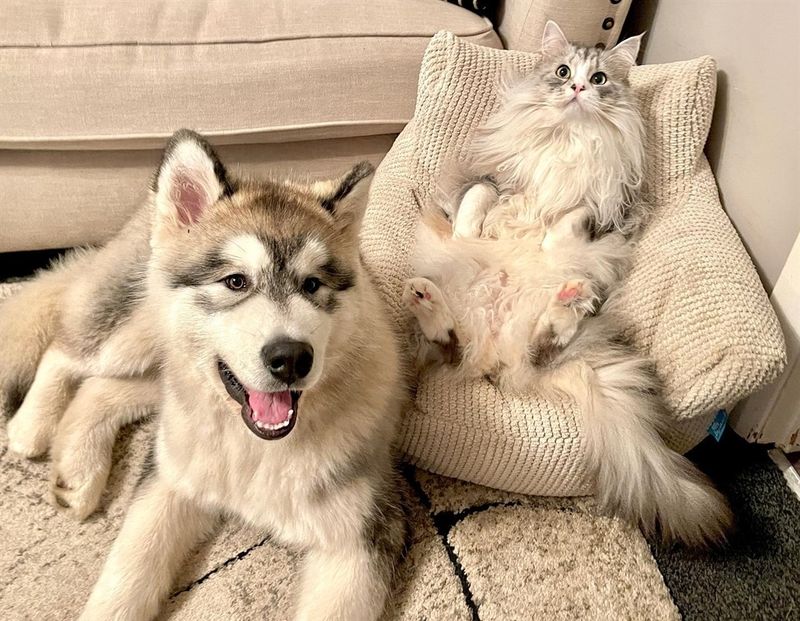 Alaskan Malamute