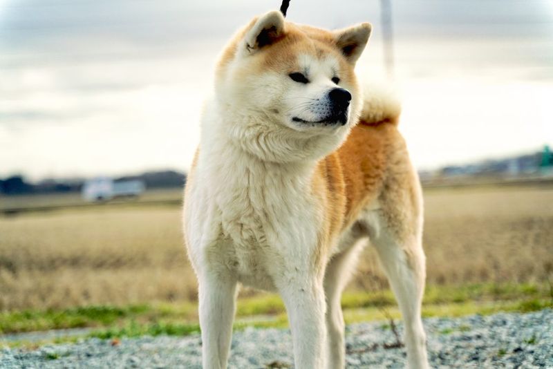 Akita