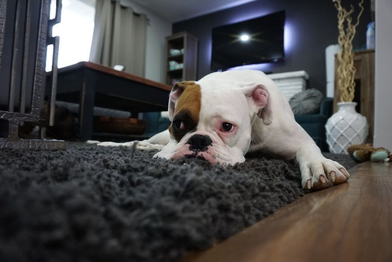 Boxer