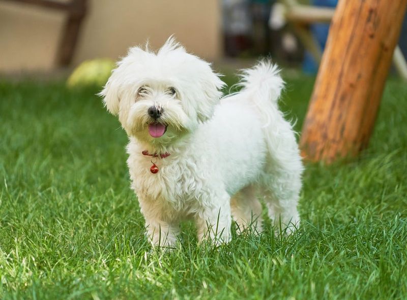 Maltese