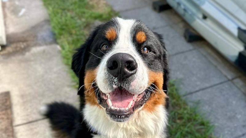 Bernese Mountain Dog