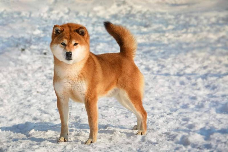 Shiba Inu