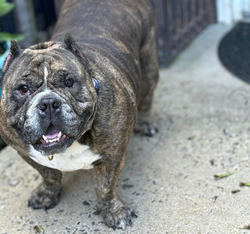 Bulldog