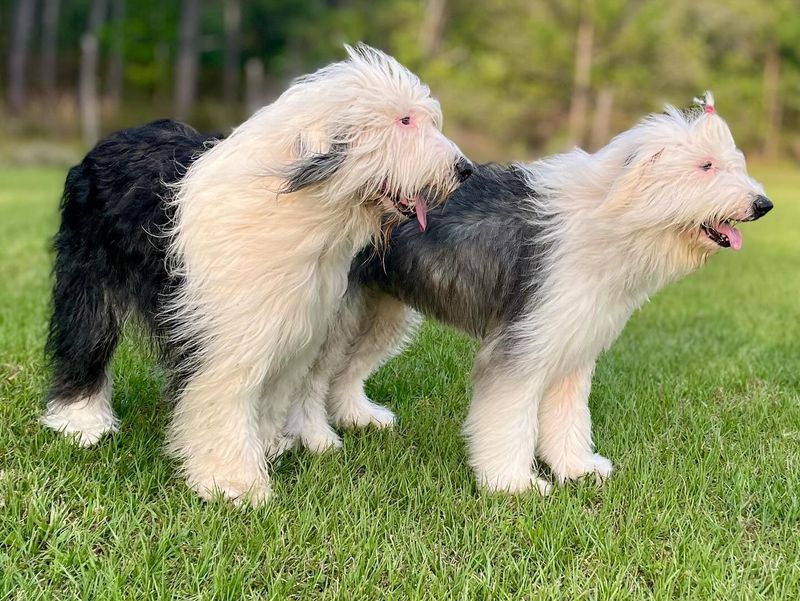 Old English Sheepdog