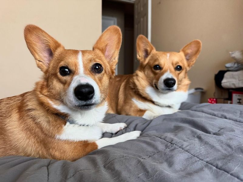 Corgi