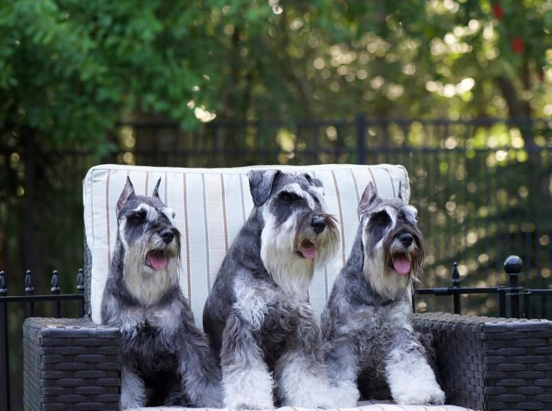 Miniature Schnauzer